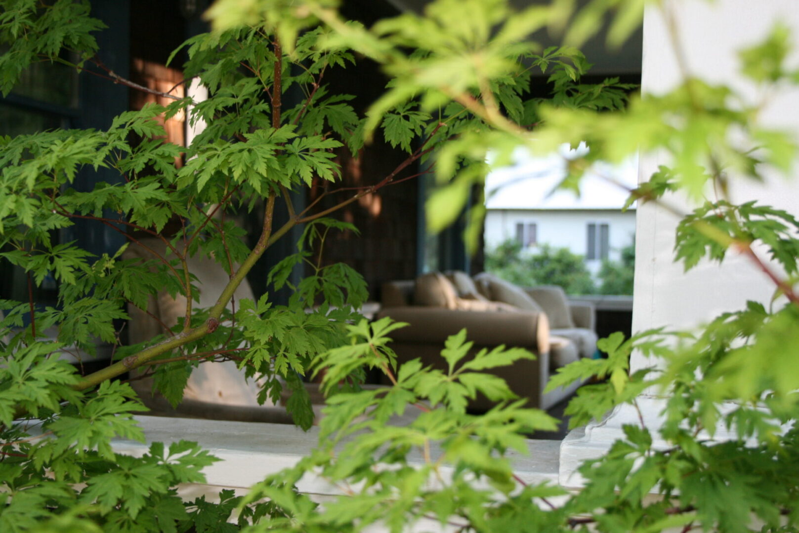 A view of a couch through the trees.