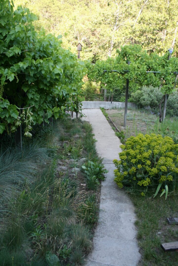 A path in the middle of an orchard with trees.