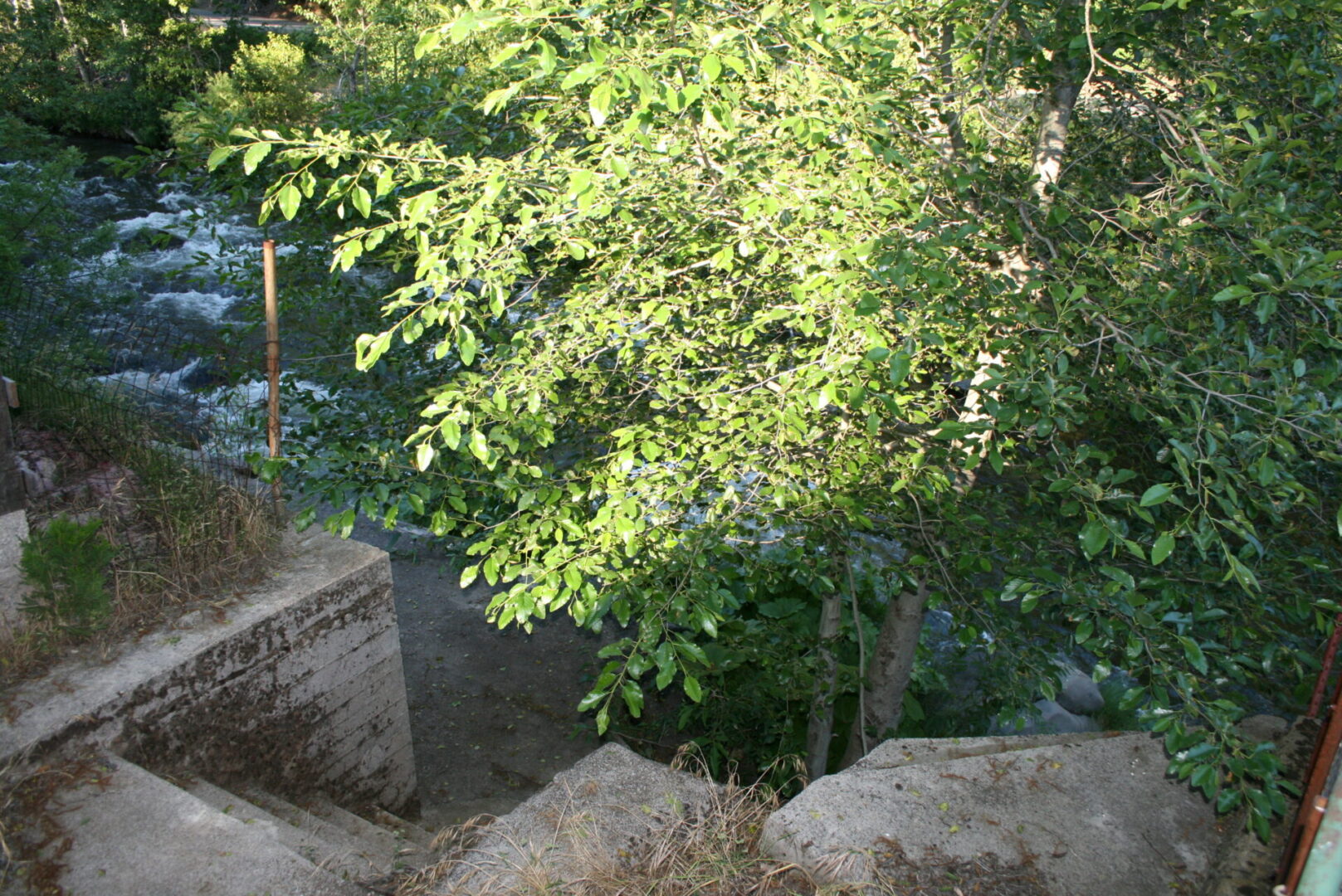 A tree with green leaves on it's side.