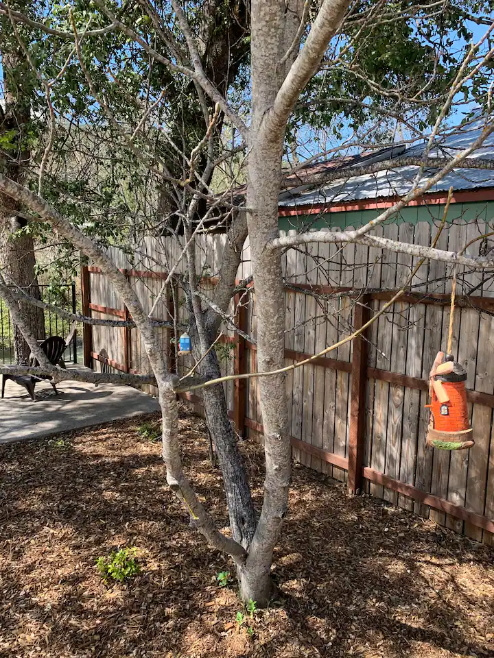 A tree with a bird feeder hanging from it.