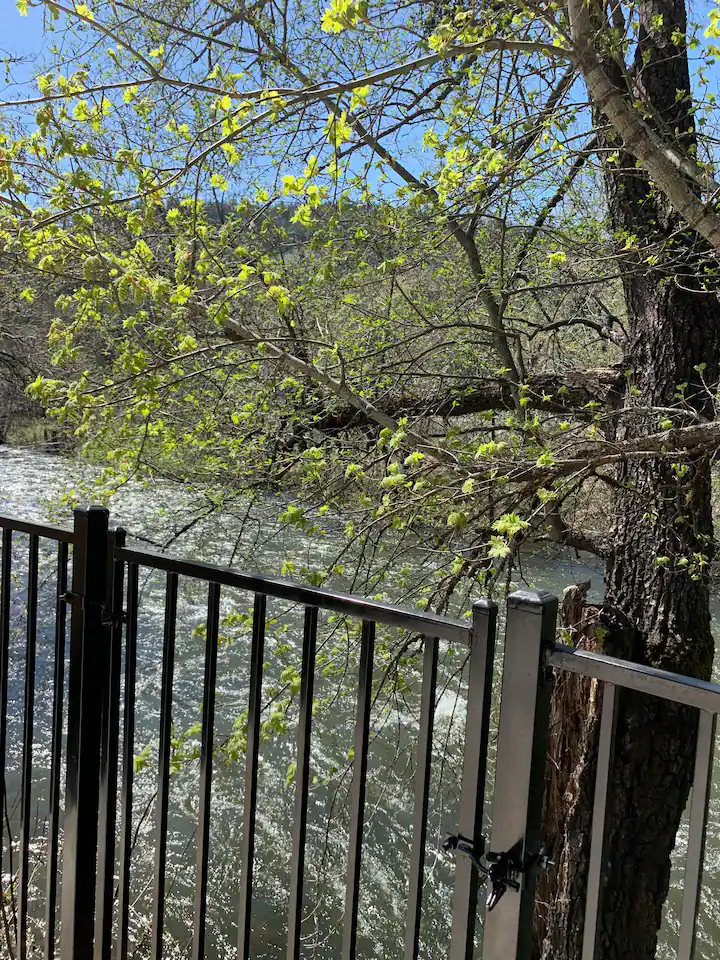 A tree is in the middle of a river.